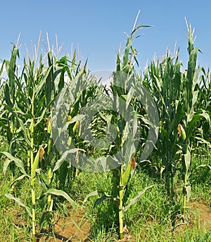 Corn Field