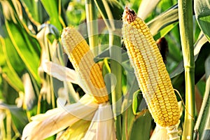 Corn in the field