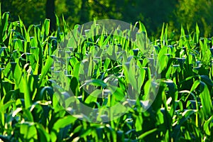 Corn field