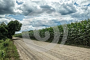 Corn Field