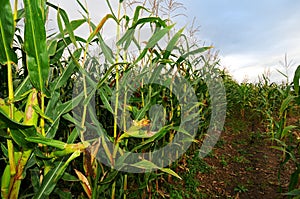 Corn field