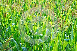 Corn field