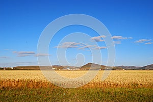 Corn field