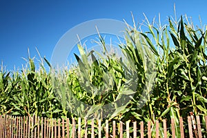 Corn Field