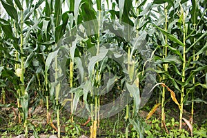 Corn field