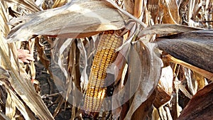 Corn field