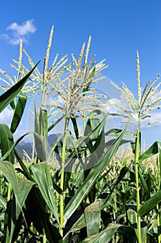 Corn on the field