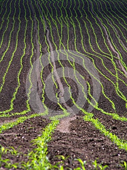 Corn field.