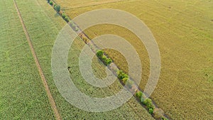 Corn field is affected by the drought