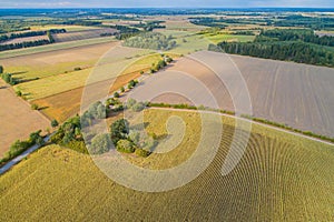 Corn field is affected by the drought