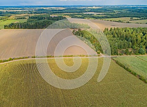 Corn field is affected by the drought