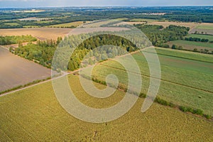 Corn field is affected by the drought