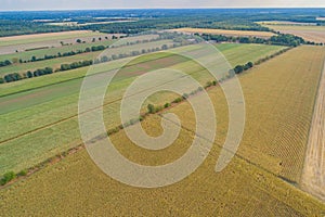 Corn field is affected by the drought