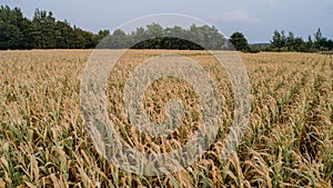 Corn field is affected by the drought