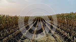 Corn field is affected by the drought