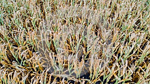 Corn field is affected by the drought