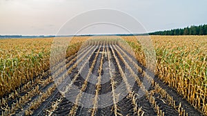 Corn field is affected by the drought