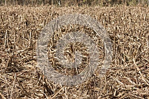 Corn field affected by drought