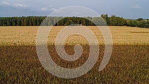 An Corn field is affected by the drought dryness