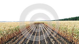 Corn field is affected by the drought dryness