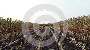 Corn field is affected by the drought dryness