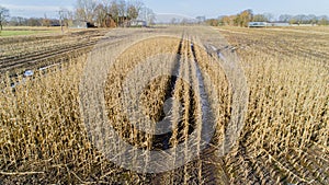 Corn field is affected by the drought dryness in winter