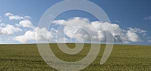 Corn Field Against The Blue Sky