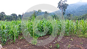 Corn field against green mountains