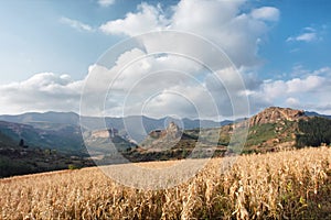 Corn field against mountains