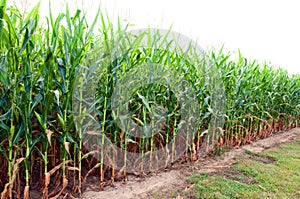 Corn Field in Alabama