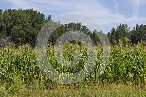 Corn field along the Camino de Santiago, Spain. photo