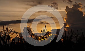 The corn field art of silhouette.