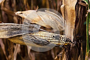 Corn field in autumn