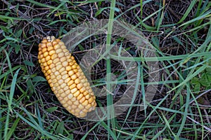 Corn on field. Autumn harvesting. Close-up of yellow corncob on the ground on green grass background.