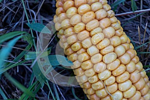 Corn on field. Autumn harvesting. Close-up of yellow corncob on the ground on green grass background.