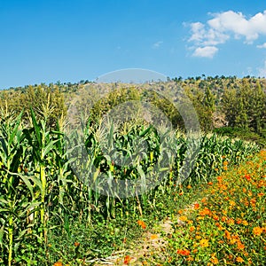 Corn field on a background