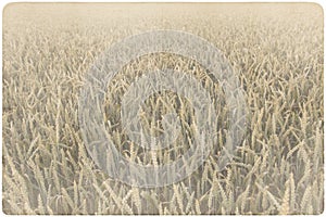 Corn field background photo