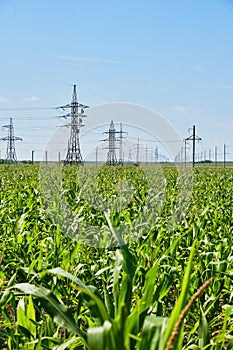 Corn field background of power lines