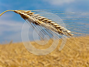 Corn field with barley spike