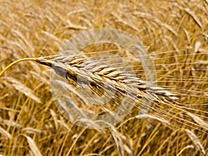 Corn field with barley spike