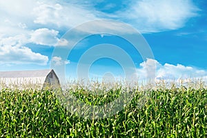 Corn field with barn and blue skies in background