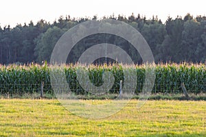 Corn field behind a meadow
