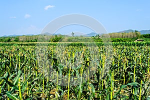 Corn field behind the mountains in the evening.