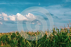 Corn field at blue cloud sky
