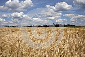 Corn field with blue cloudy sky background