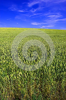 Corn field and blue sky