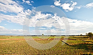 Corn field with blue sky