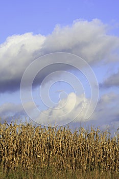 Corn field and blue sky