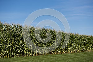 Corn Field with Blue Sky