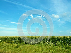 Corn Field with Blue Sky and Clouds